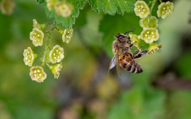 Jakich zarobków można się spodziewać, pracując jako Technik pszczelarz?